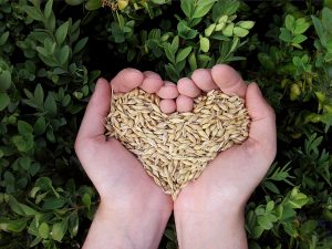 Cooking with Ancient Grains- Nutritional Powerhouses from the Past